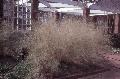 Bamboo Muhly Grass / Muhlenbergia dumosa 